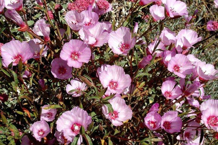 Кларкия – фото