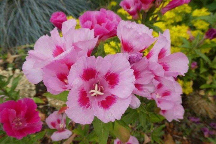 Кларкия – фото