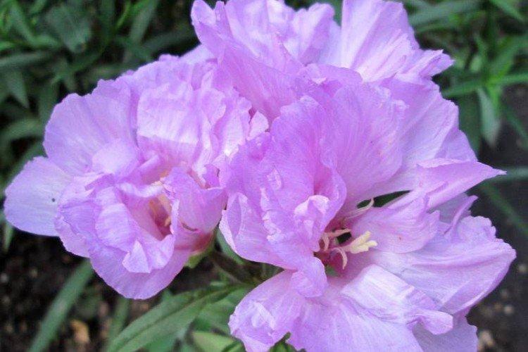 Кларкия – фото