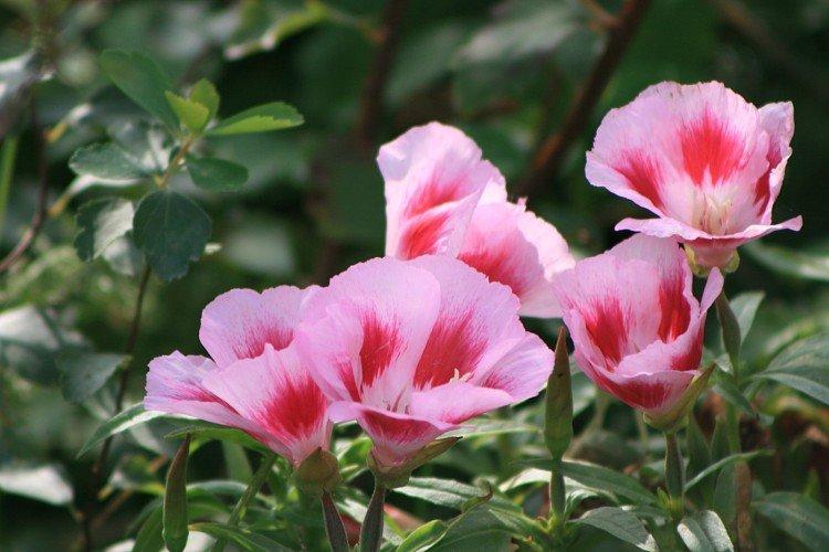 Кларкия – фото