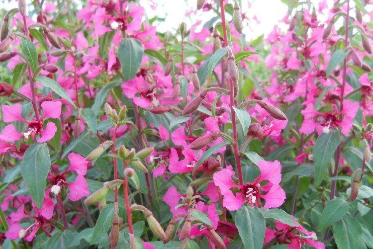 Кларкия – фото