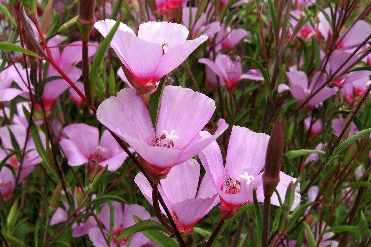 Удобрения и подкормка