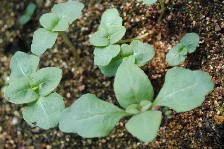 Посадка и размножение кларкии