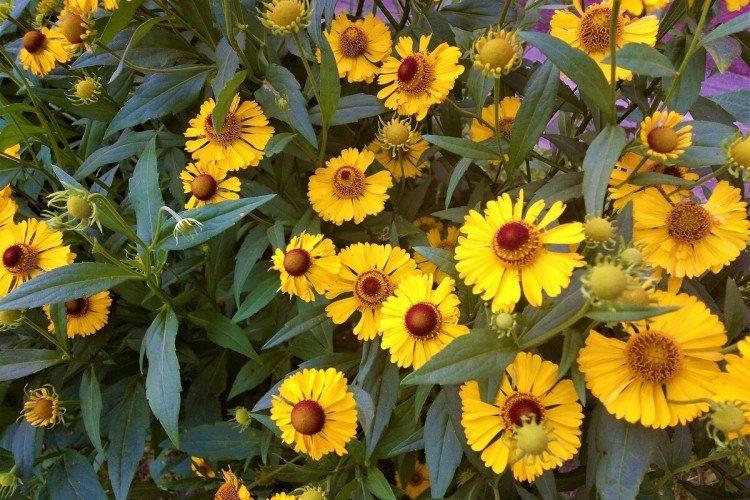 Удобрения и подкормка