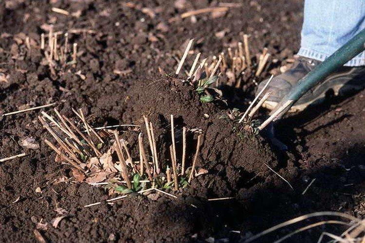 Посадка и размножение гелениума