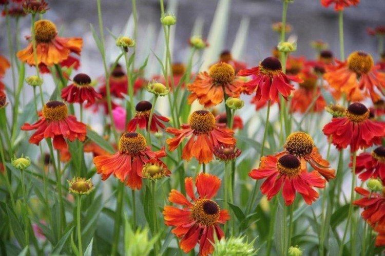 Борьба с вредителями и болезнями