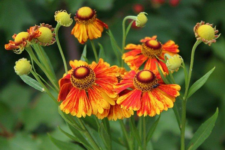 Гелениум – фото