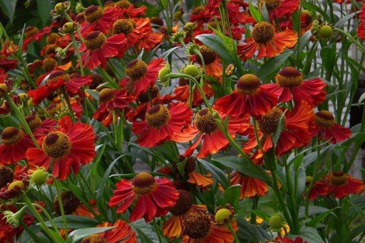 Гелениум – фото