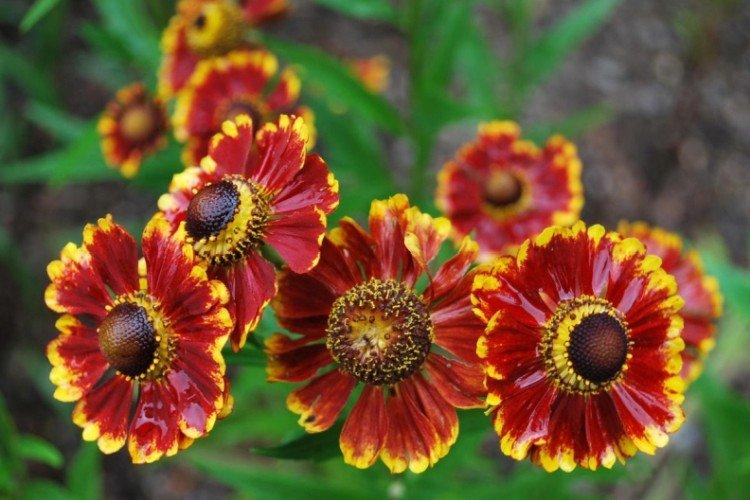 Гелениум – фото