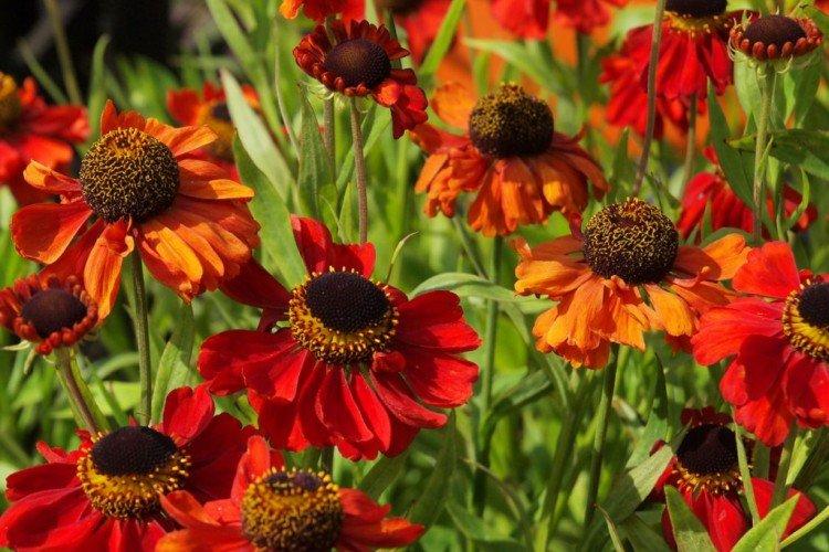 Гелениум – фото