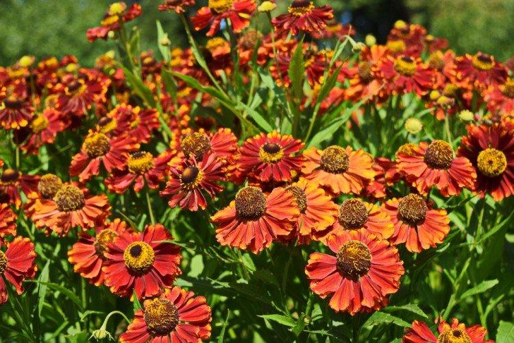 Осенний гелениум