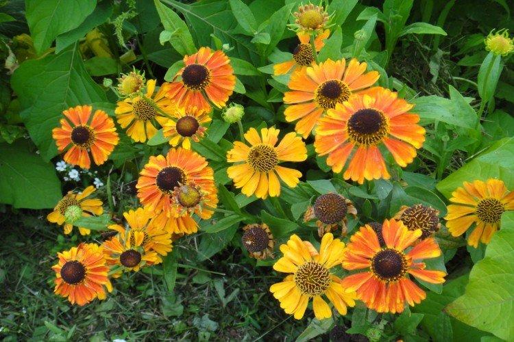 Гелениум – фото