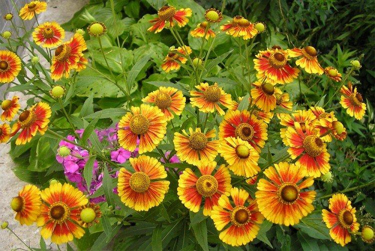 Гелениум – фото