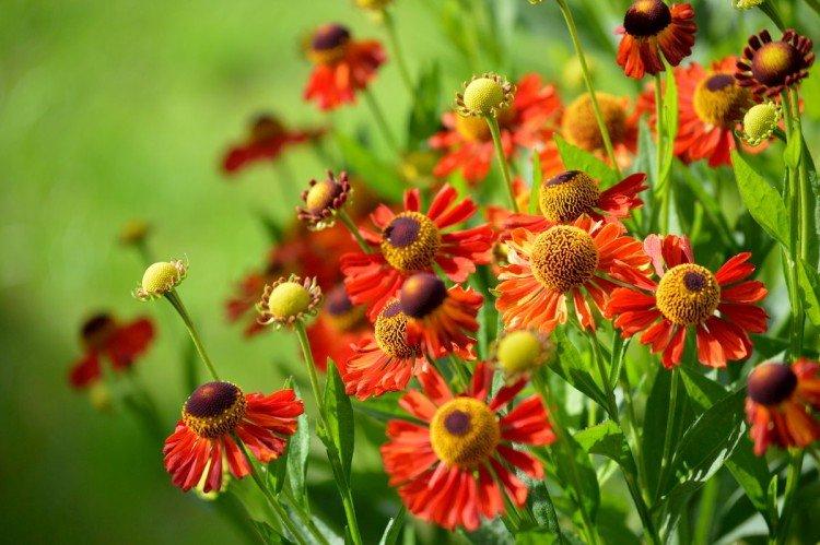 Гелениум – фото