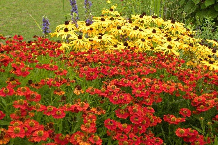 Гелениум – фото