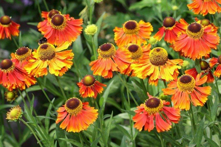 Гелениум – фото