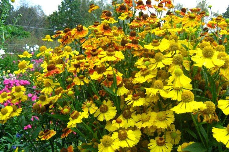 Гелениум – фото