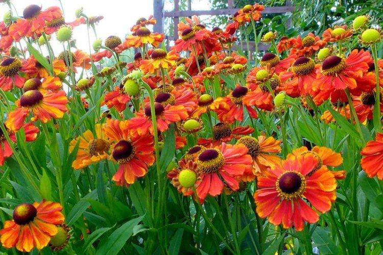 Гелениум – фото