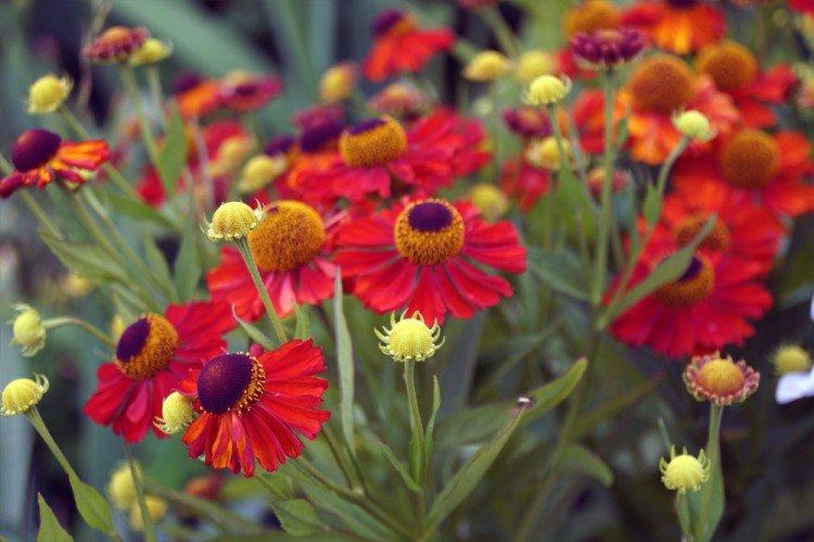 Гелениум – фото