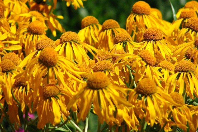 Гелениум – фото