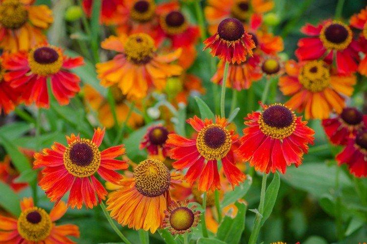 Гелениум – фото