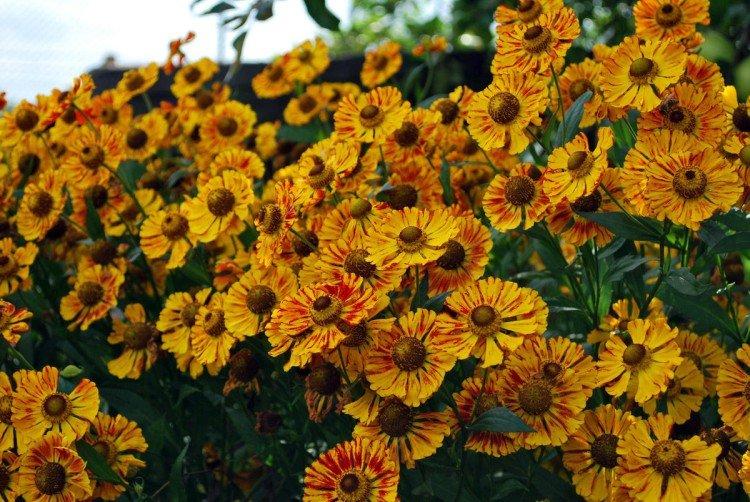 Гелениум – фото