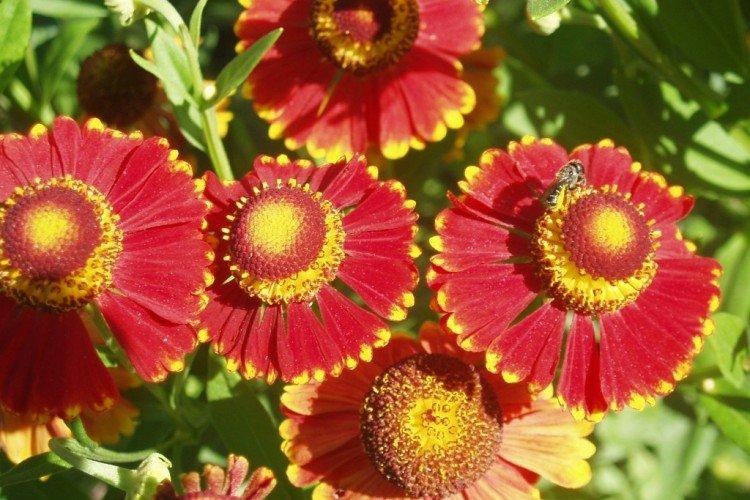 Гибридный гелениум