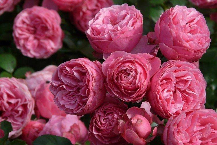 Общая информация