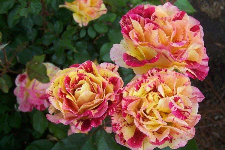 Удобрения и подкормка