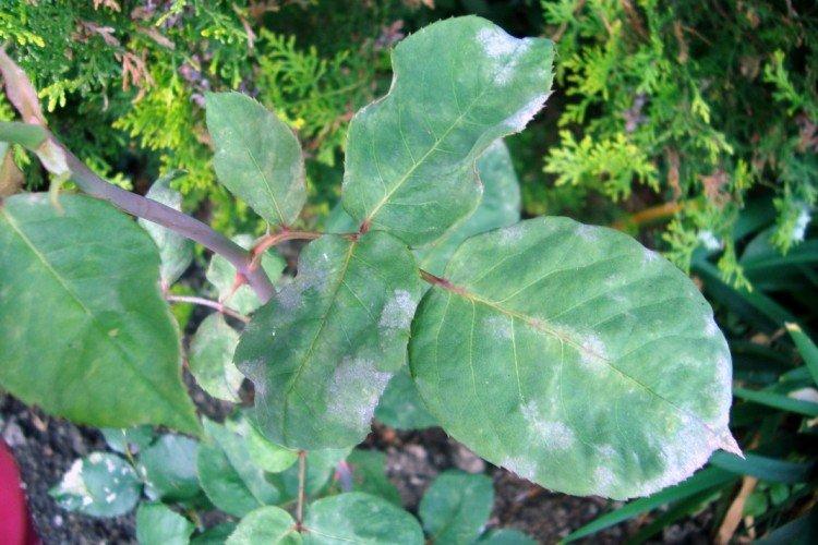 Борьба с вредителями и болезнями