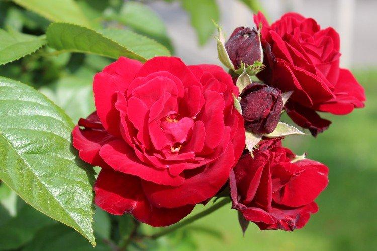 Роза флорибунда – фото