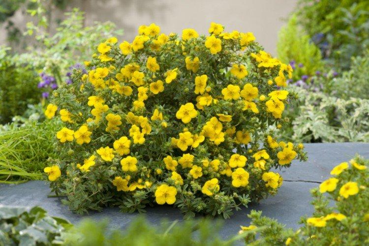 Удобрения и подкормка