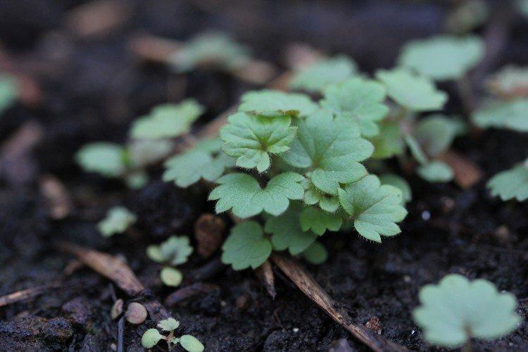 Посадка и размножение лапчатки