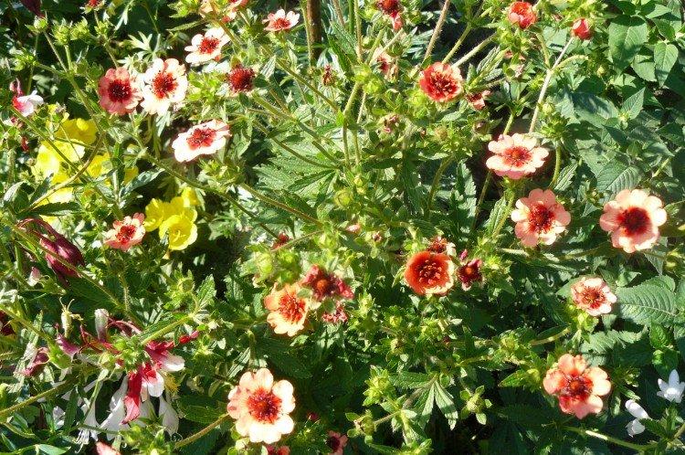 Лапчатка – фото