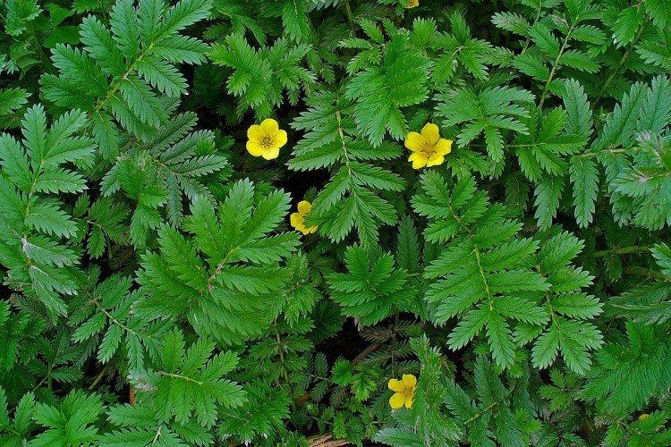 Лапчатка – фото