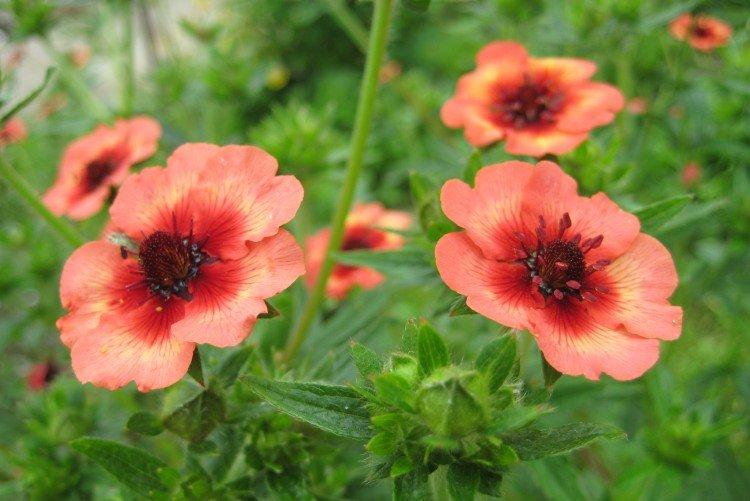 Лапчатка – фото