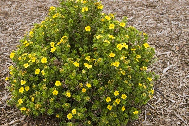 Лапчатка – фото