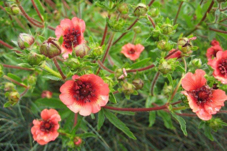 Лапчатка – фото