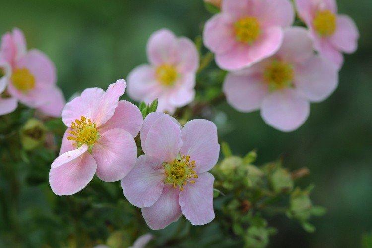 Лапчатка – фото