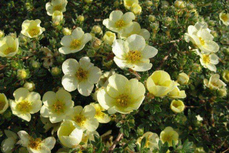 Лапчатка – фото