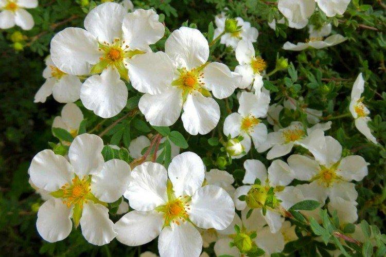 Лапчатка – фото