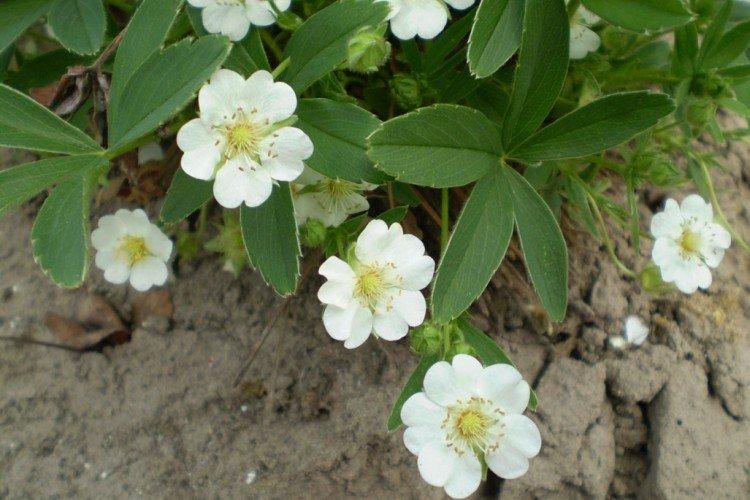 Лапчатка – фото