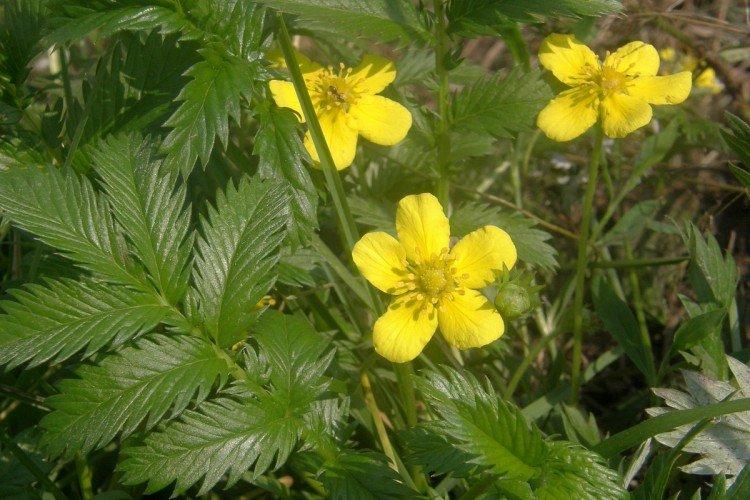 Лапчатка – фото