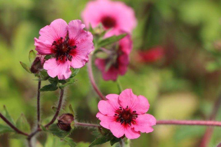 Лапчатка – фото