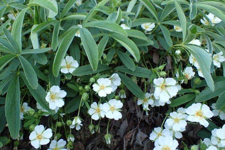 Лапчатка – фото