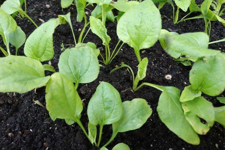 Посадка и размножение эхинацеи