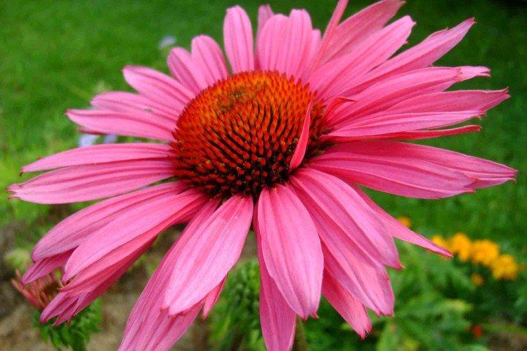 Эхинацея – фото