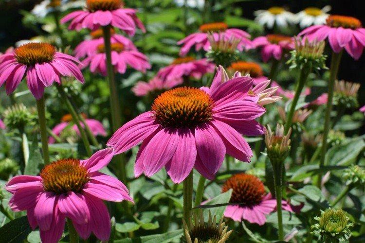 Эхинацея – фото