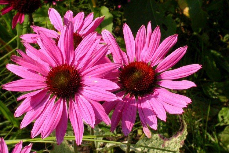 Эхинацея – фото