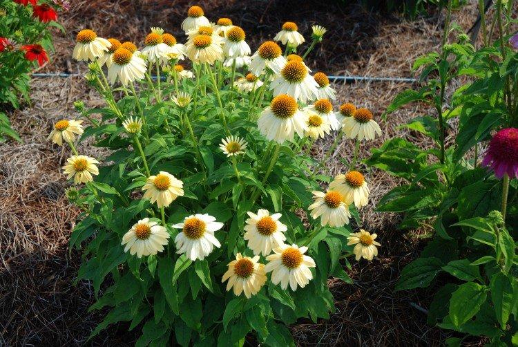 Эхинацея – фото